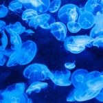 Les méduses en proliférations dans les eaux guadeloupéennes (1)