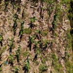 Banane de Guadeloupe, bonne et mauvaise nouvelle (1)