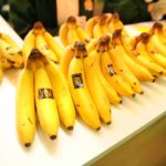 Banane de Guadeloupe, bonne et mauvaise nouvelle (2)