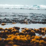 L’archipel de la Guadeloupe très impacté par les échouages de sargasses (2)