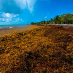 L’archipel de la Guadeloupe très impacté par les échouages de sargasses (3)