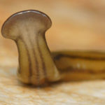 Des vers colonisent et menacent la biodiversité de la Guadeloupe