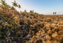L’appel à projets Sargassum dévoile les lauréats