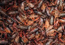 Le chlordécone détériore dangereusement la santé des Antillais